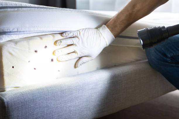 Trusted Kinsey, AL Pest Control Experts