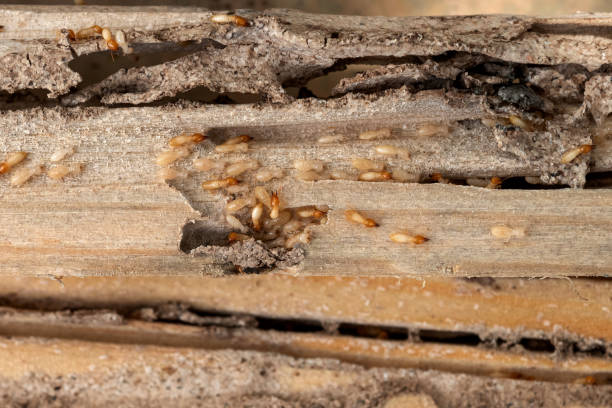 Best Affordable Pest Control Services  in Kinsey, AL