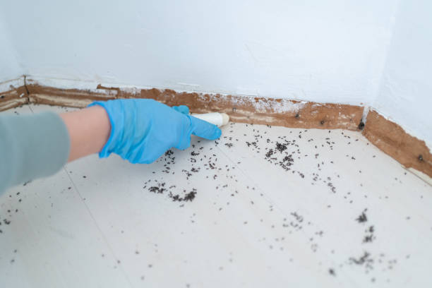 Best Local Pest Control Services  in Kinsey, AL